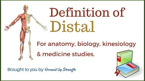 Significado De Distal Em Anatomia