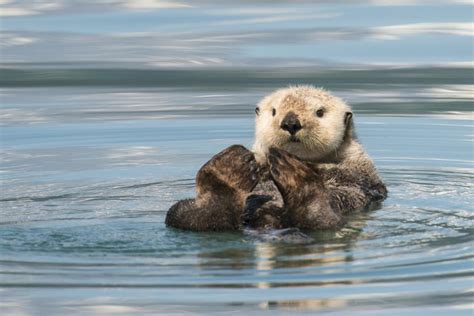 Life Cycle and Habitat of Sea Otters