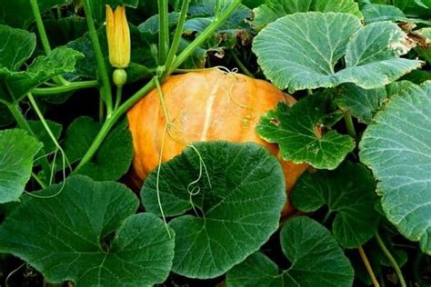 Pumpkin Growth Stages – Urban Garden Gal