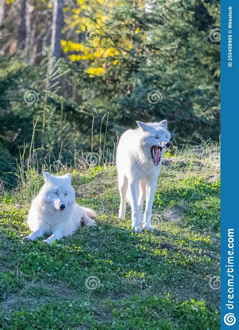 Arctic Wolf, Pack of White Wolves Stock Image - Image of looking, cute ...