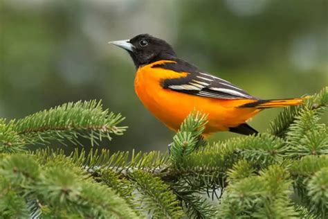 How to Attract Orioles to Your Backyard in a Few Easy Steps 2024