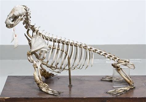 The Green Wolf | foxinu: Hanging Three-toed Sloth Skeleton (by... | Animal bones, Animal skulls ...