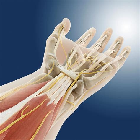 Carpal Tunnel Wrist Anatomy Photograph by Springer Medizin - Pixels