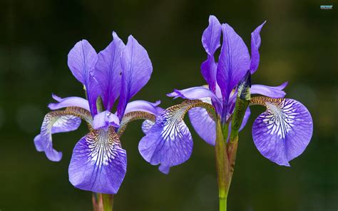 Iris Wallpapers - Wallpaper Cave