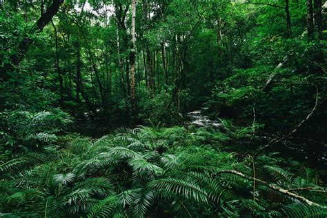 Tropical fern bushes background lush green foliage in the rain forest with nature plant tree and ...