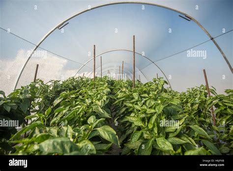 Bell pepper plantation in greenhouse Stock Photo - Alamy