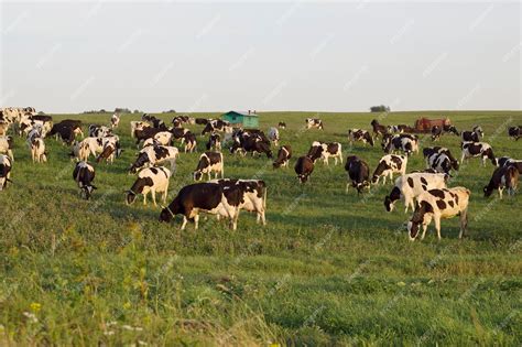 Premium Photo | A lot of farm cows in the evening summer field