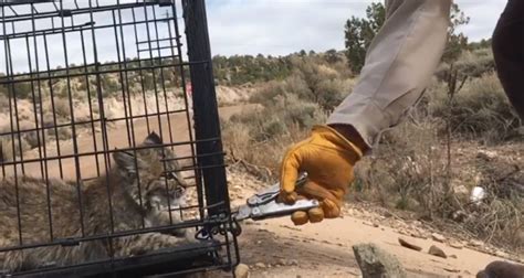 Young Bobcat Growls at Conservation Officer During Release in Utah | undefined - Yahoo雅虎香港