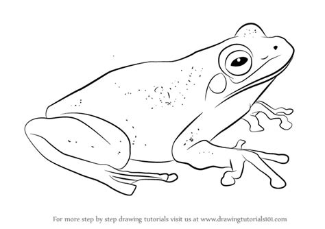 How to Draw a Green Tree Frog (Amphibians) Step by Step | DrawingTutorials101.com