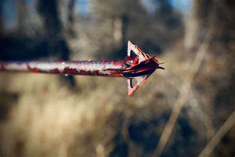 Tooth of the Arrow Broadheads, Fully Machined 4-Blade Fixed Broadheads