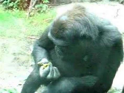 Ape eating Poop : videos