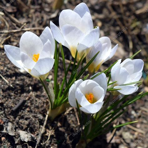 White crocus flowers — Stock Photo © Olgart #107742272