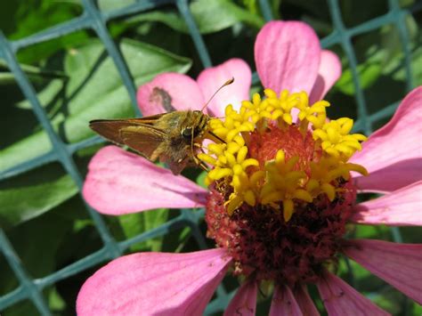 Moth Pollinating Flower. Photo by Frederick Meekins | Pollinating ...