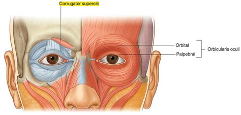 Corrugator Supercilii Anatomy – Earth's Lab