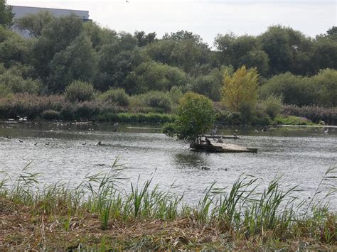 Brent Reservoir Birdwalk - 8th October - North West London Local Group