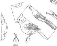 Stiller Song Birds Woodcarving Patterns | Wood carving patterns, Bird carving patterns, Bird carving