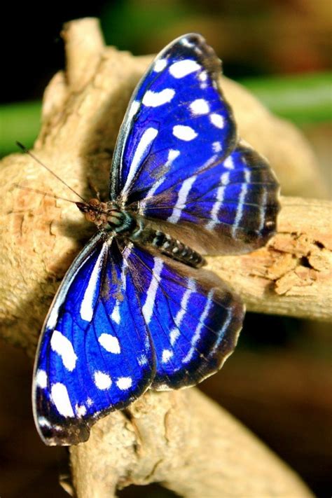 Pin by subhash chander on website design | Zebra butterfly, Beautiful butterflies, Butterfly