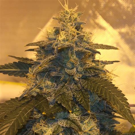 Strain-Gallery: Glue Trap (RedEyed Genetics) PIC #09121672261296044 by cogrow420