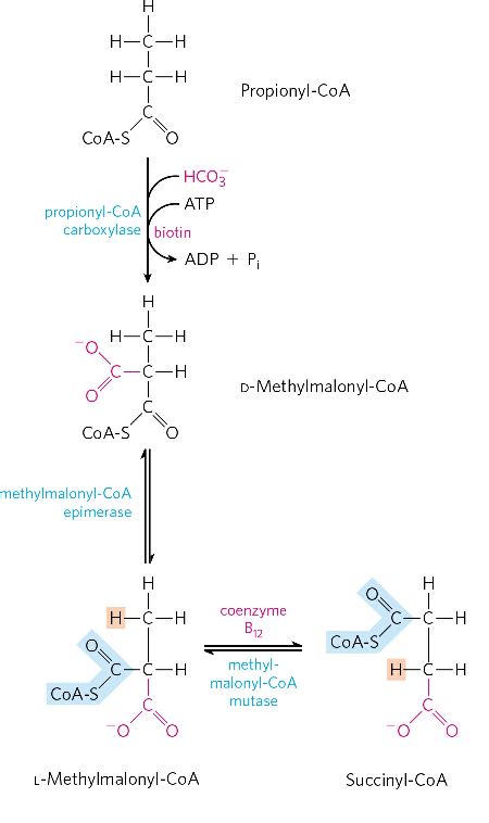 Beta oxidation of fatty acid - Online Science Notes