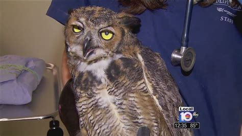 Owl undergoes surgery to get eyesight back