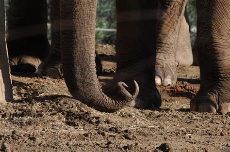 Elephant Trunk Free Stock Photo - Public Domain Pictures