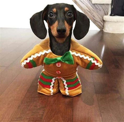 Dachshund Dog Halloween Costumes|Dog Halloween Costumes|Halloween ...