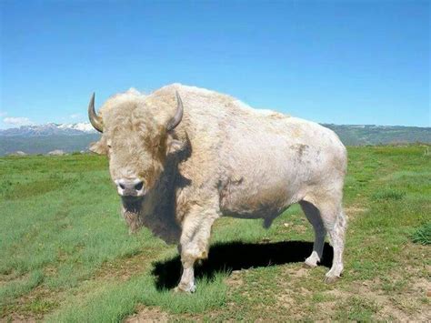 White buffalo | Native American | Pinterest | Buffalo