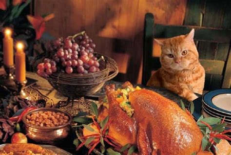 Thanksgiving Cat, Thanksgiving, table setting, cats, animals, HD ...