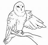 Snowy Owl Coloring Page – ColoringMecom sketch template