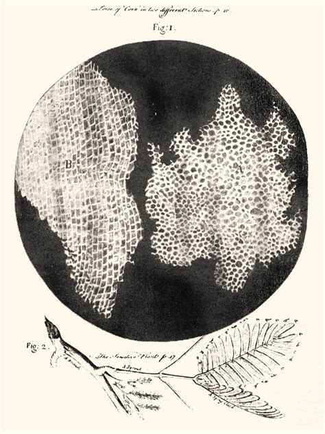 Diagram of cork cells as seen by Robert Hooke, inventor of the microscope | Robert hooke, Cell ...