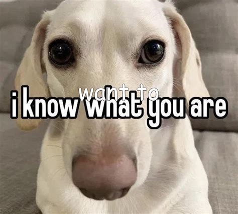 I Know What You Are Dog Meme Generator - Piñata Farms - The best meme generator and meme maker ...