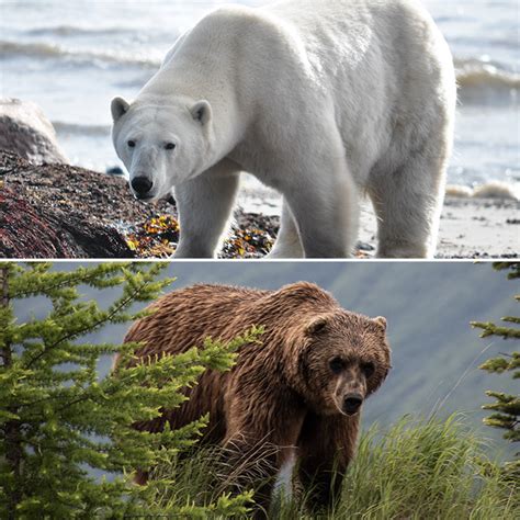 Polar Bear vs. Grizzly Bear: Who Would Win in a Fight? - Ned Hardy