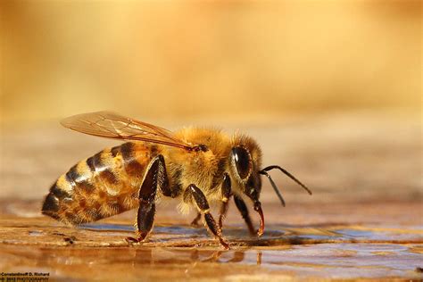 Apis mellifera by RichardConstantinoff on DeviantArt