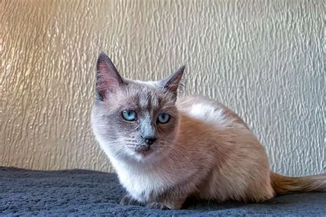 Are Siamese Cat's Eyes Always Blue? - Bright Whiskers