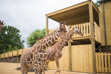 Bristol Zoo to relocate from its Clifton site to safeguard its future - The Bath and Wiltshire ...