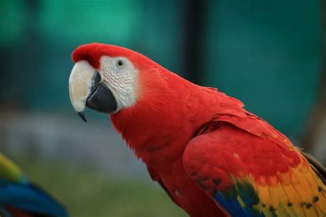 How Much Does a Scarlet Macaw Cost? (2024 Price Guide) | Pet Keen