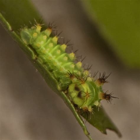 luna moth larvae - Actias luna - BugGuide.Net