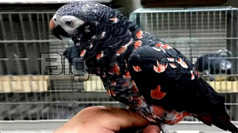 BEST Training parrots |parrot names & parrots price - Most expensive pa... in 2021 | Parrot ...