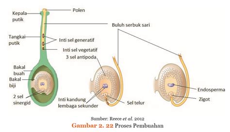 Blog Belajar IPA SMP: Pembuahan pada Tumbuhan Angiospermae