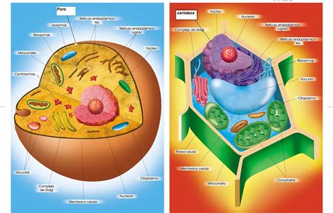 Célula animal y vegetal - claudiamarini | Pearltrees