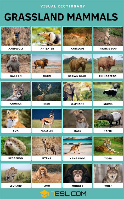 Grassland Animals With Names