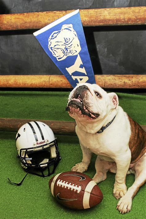 Yale mascot Handsome Dan XVII, aka Sherman, passes away