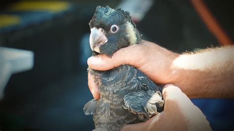 Carnaby's cockatoos' best breeding season on record credited to 'perfect' artificial breeding ...