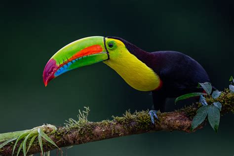 Photo Keel-billed Toucan Toucan with beak chilcotin Ramphastos sulfuratus - free pictures on Fonwall