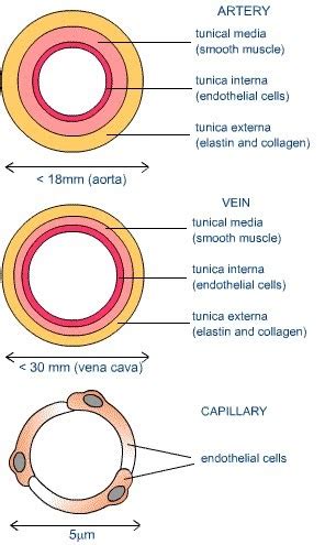 Human Respiratory and Cardiac Systems: Describe the structure of the arteries, veins and ...