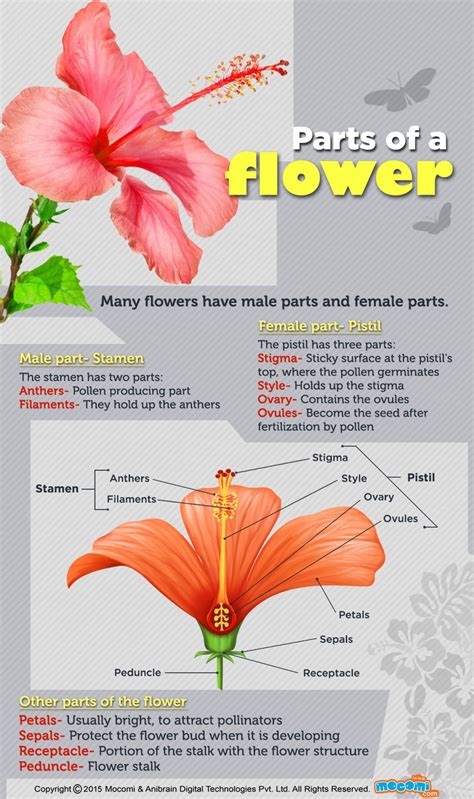 Parts of a Flower | Visual.ly | Parts of a flower, Flower science ...