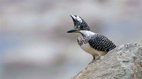 Birds of India Part I | Focusing on Wildlife