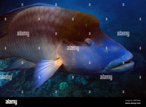 Maori wrasse great barrier reef hi-res stock photography and images - Alamy