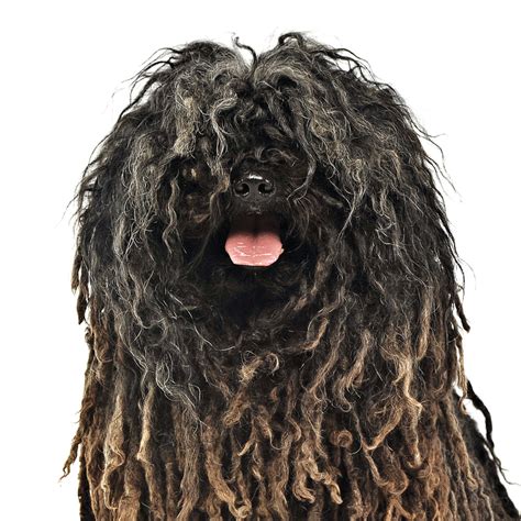 Commonly Confused Breeds: The Komondor vs. the Puli - Modern Dog Magazine