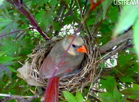 Northern Cardinal Nest Webcam - Page 2